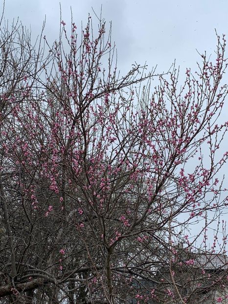 F6D4C96F-A01F-4785-806B-CE4CF2B24E79 - Florile mele 2020