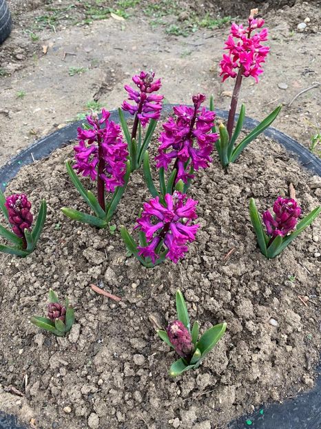 3F68051E-732B-4434-A5D0-E54EF1E3E950 - Florile mele 2020