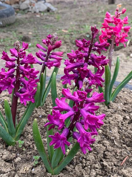 E06EA5FB-5181-4EAB-8080-8B4CF2308584 - Florile mele 2020