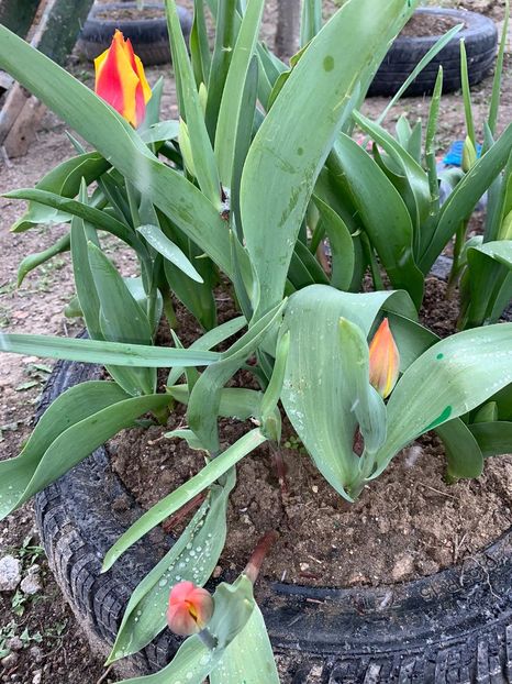 BB6DC20D-5516-4953-BB0D-A8FF44A87089 - Florile mele 2020