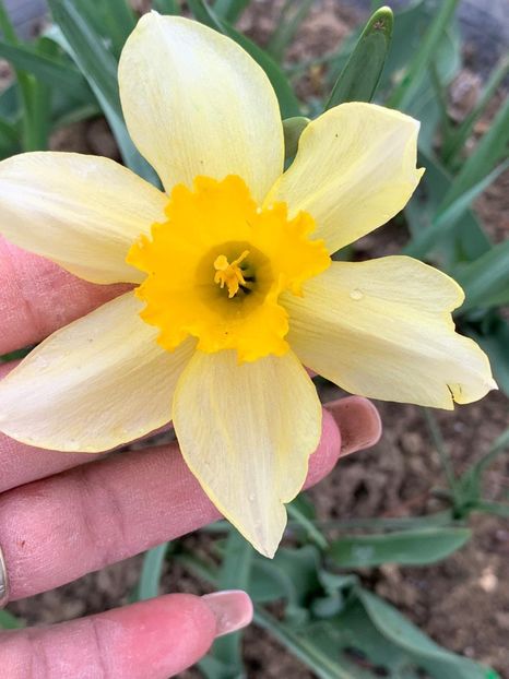 42200771-5FF8-45FD-9D7B-9335A217C4C7 - Florile mele 2020