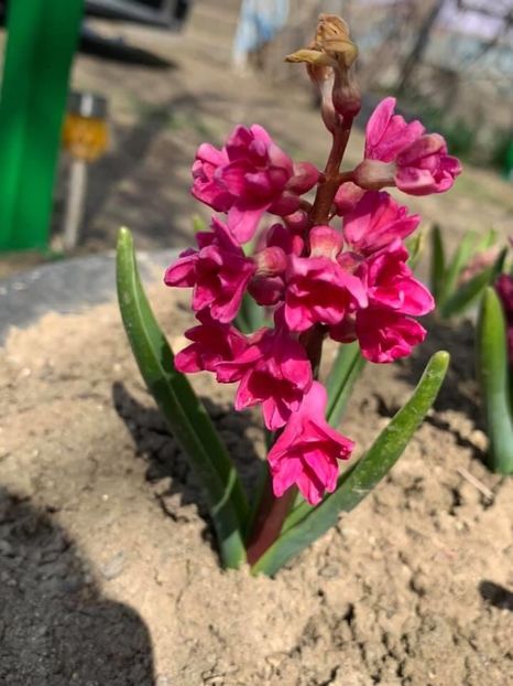 4D07C985-3CC6-44FA-AA3A-C946660BBE87 - Florile mele 2020