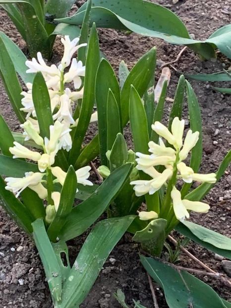 195BC57B-5EF9-47B5-A4F3-84AB0E70AA88 - Florile mele 2020