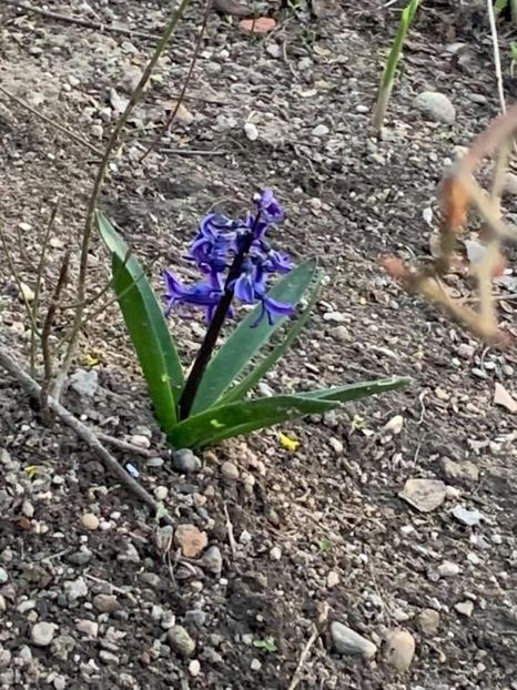 FED1E7DE-ED3F-4432-ACF4-1C7E7D15CE63 - Florile mele 2020