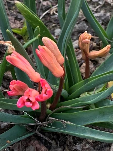 8DC725CD-F1CE-4575-9B3A-CA333B5C87C6 - Florile mele 2020