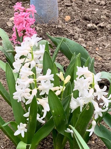 FAF90298-06B8-4B49-8BFF-ABC601E505EB - Florile mele 2020