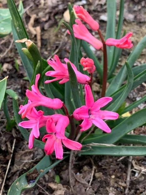 89BE7730-3A58-48EB-A6F5-0A3EAADB61D7 - Florile mele 2020