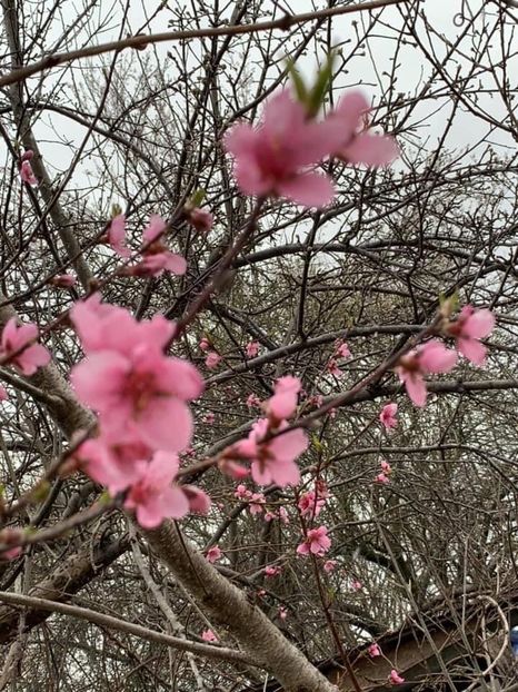 8675D002-F550-409F-A631-C4C3C0BD6C0F - Florile mele 2020