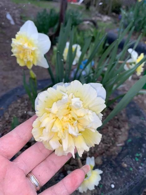 E49B65FC-9FB7-4E3D-ADEA-DC18D5BAC711 - Florile mele 2020