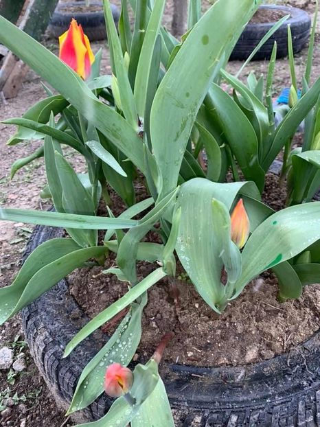 77512EB6-8346-4F69-B60D-42D1362D0A50 - Florile mele 2020