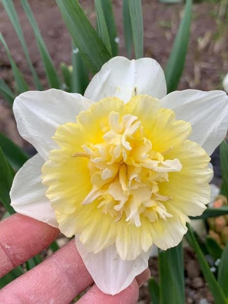 53DC28DF-5C1B-4ED2-A5AA-5D8F81E5C016 - Florile mele 2020