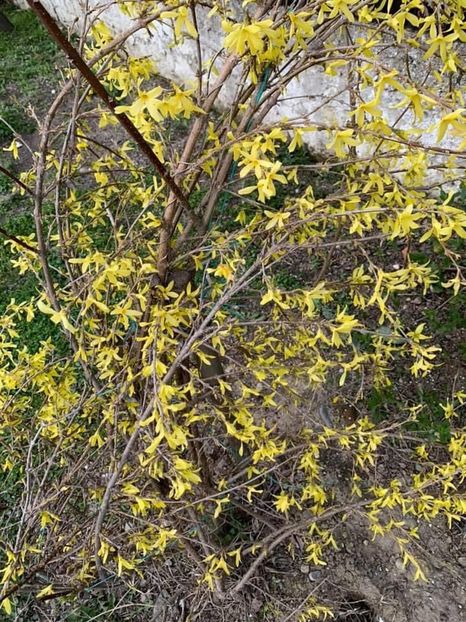 0622AA42-4881-4C86-9754-62D76E81D631 - Florile mele 2020