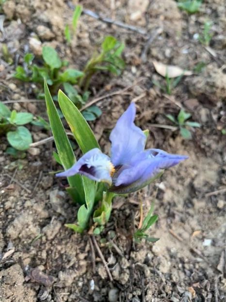 676FFE4E-5673-4F3F-B998-8F118C00DA2E - Florile mele 2020