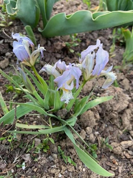 6A9AB3E4-1789-4CCA-90A8-ECEAE83BA54A - Florile mele 2020