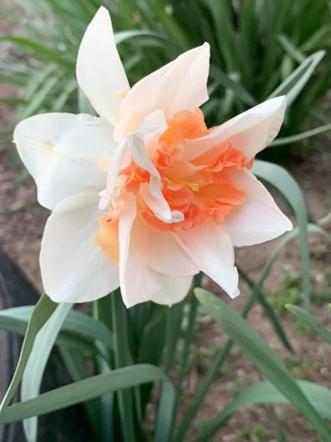 994E9C90-9211-499B-888C-645C0F2A7D35 - Florile mele 2020