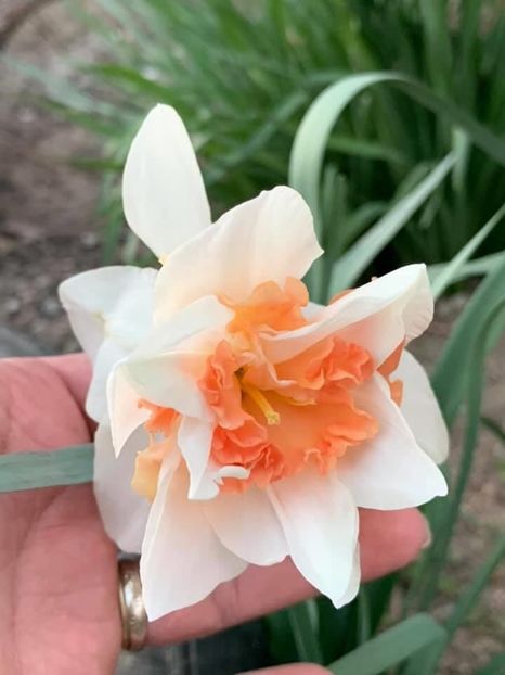 01637C72-5728-44D8-906E-9442D120F0C0 - Florile mele 2020