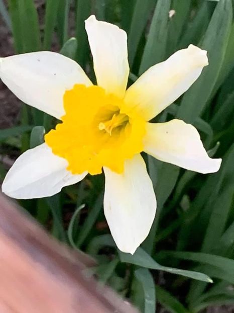 7749CB79-80CA-49EC-9C7D-B5258B2FEDBE - Florile mele 2020