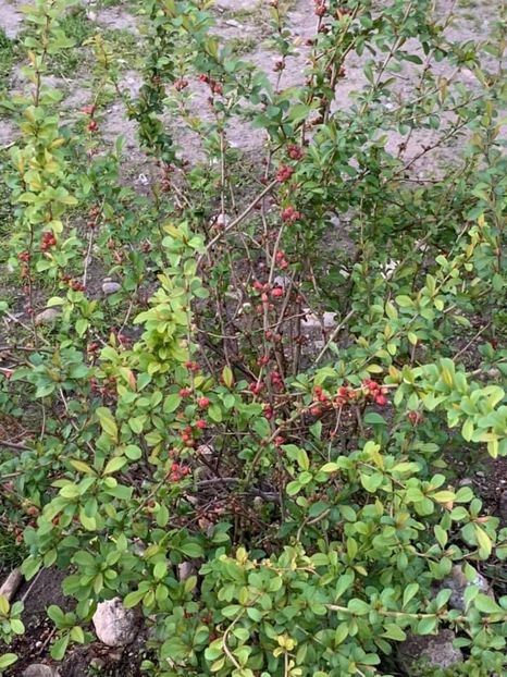 E0041347-B1CD-4A53-B4EE-A868445838EB - Florile mele 2020