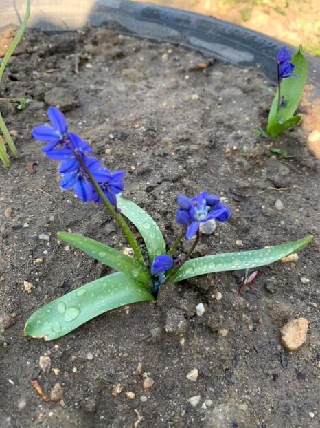 409557D6-BCE6-4074-B8F7-4572B848F673 - Florile mele 2020