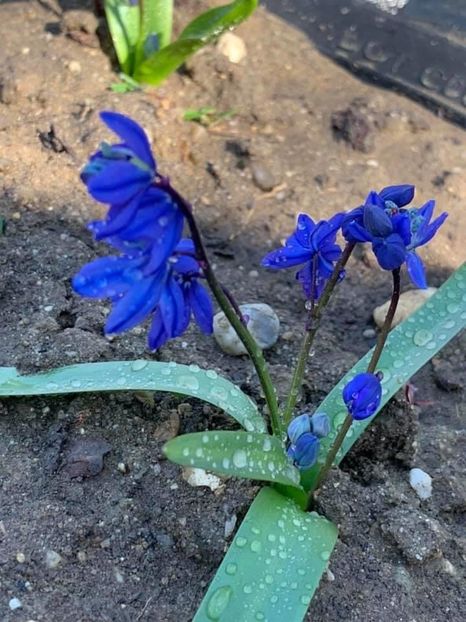 3B87DB4F-212D-4198-BC43-C1248356F589 - Florile mele 2020