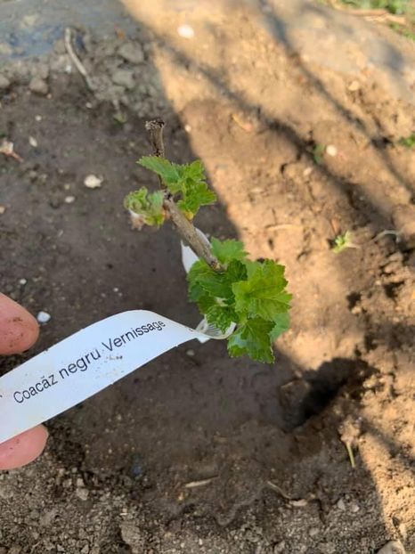 3BFFA1AC-EDF2-47E7-89DE-2F284367CD29 - Florile mele 2020