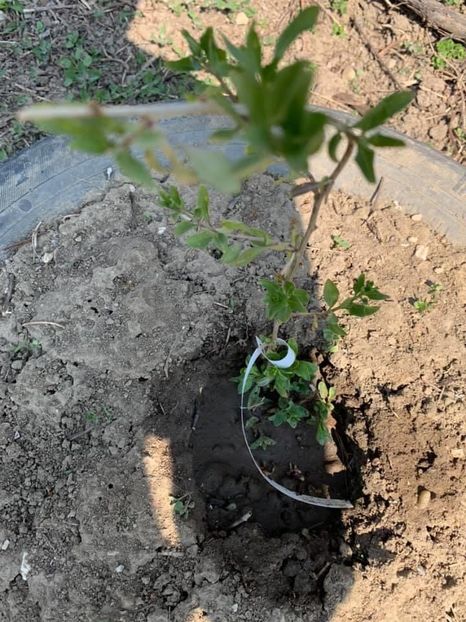 F99997ED-A404-4823-A41D-0B5FE1F2E694 - Florile mele 2020