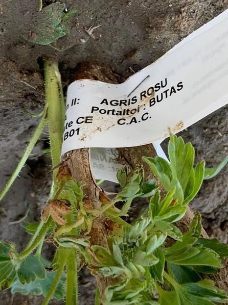 7E091939-CCAB-459C-AE66-F31A5DA65EA0 - Florile mele 2020