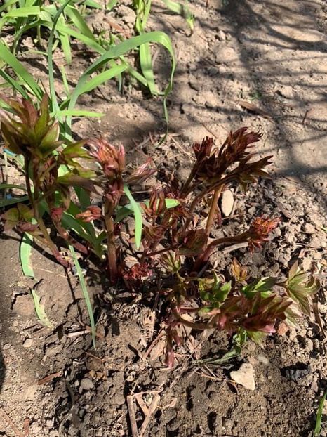 1C54EF00-6298-4DE1-AD7F-4A96987C1686 - Florile mele 2020