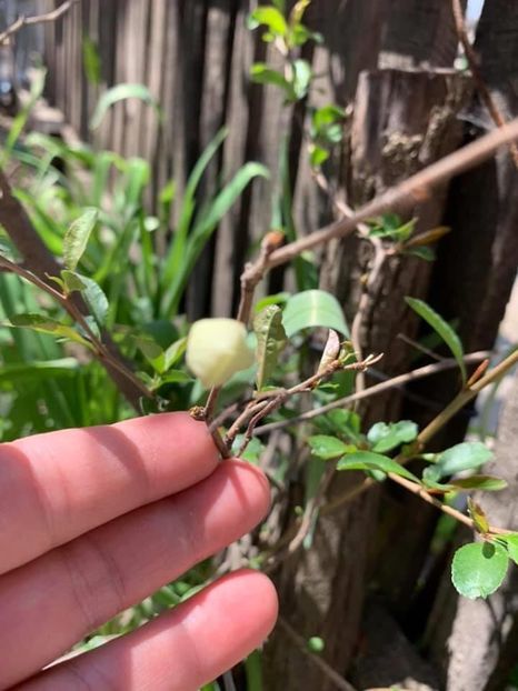 5BDAB872-74DE-4242-A4AD-771AAACF22A5 - Florile mele 2020