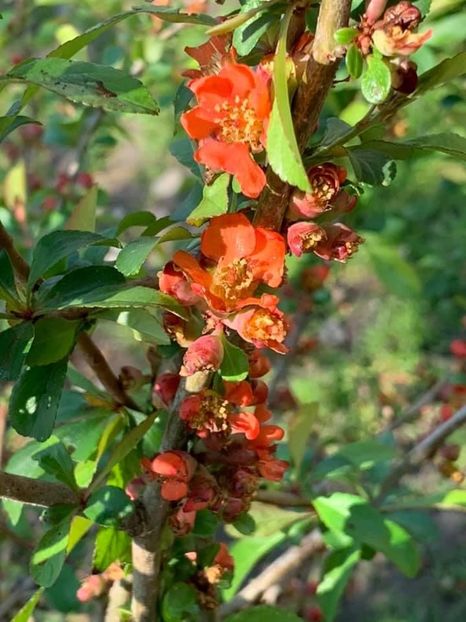 C6DA3A0F-DA5B-4CCF-867E-9DE1B2DDD2E8 - Florile mele 2020