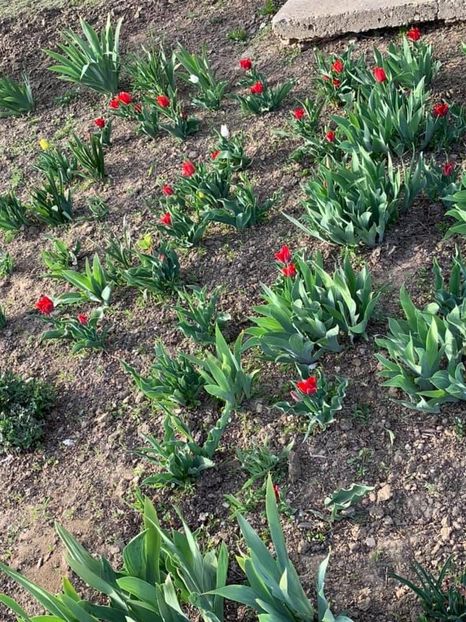 424D2EF1-1442-4CA8-8990-008F95311BAD - Florile mele 2020