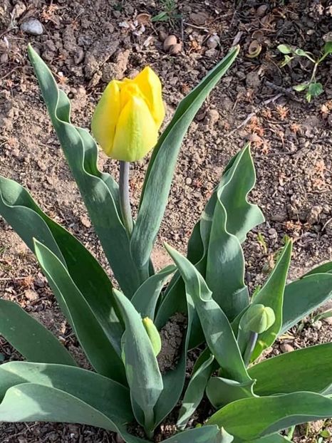 4B863009-B8E6-4798-AED6-C770E283F9A0 - Florile mele 2020