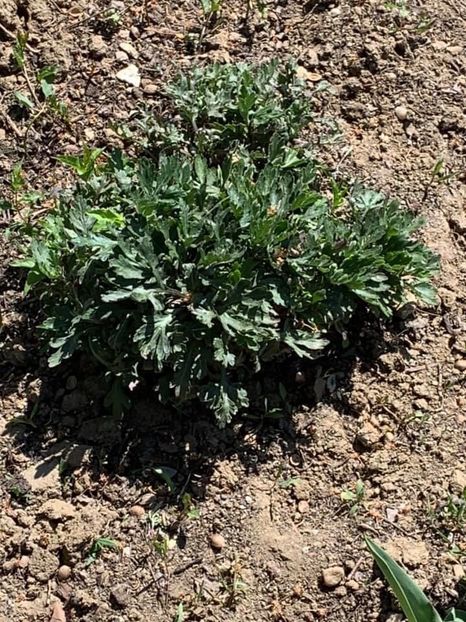 DF9AB4C5-1808-4A45-A508-8B52774DA4EB - Florile mele 2020