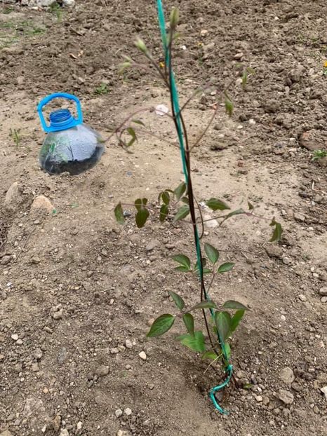 92552C63-97E3-40B2-9E04-C2DFB15F44D4 - Florile mele 2020