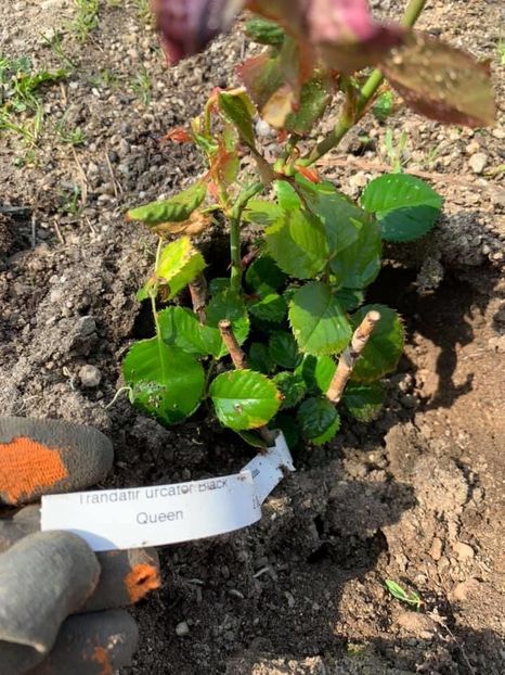 E75BEFE4-CB79-4874-8656-531231C4C45B - Florile mele 2020