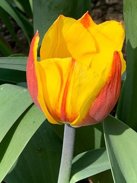 3EA0F3B4-A0AF-4FF7-AECB-78A46CF7C531 - Florile mele 2020