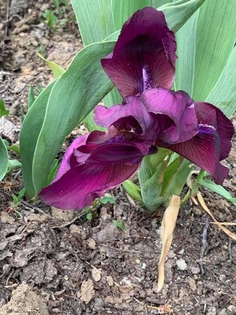 3A0BF338-B44A-4BB7-BABA-BA26D6451B17 - Florile mele 2020