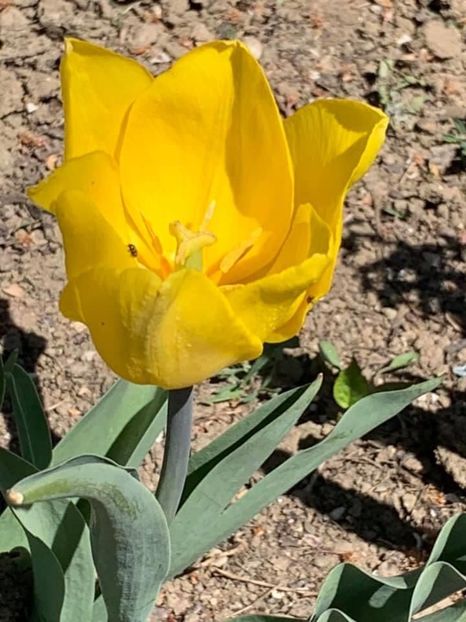 E5231C59-EAEE-44F2-9CC8-E3C8A31FF691 - Florile mele 2020