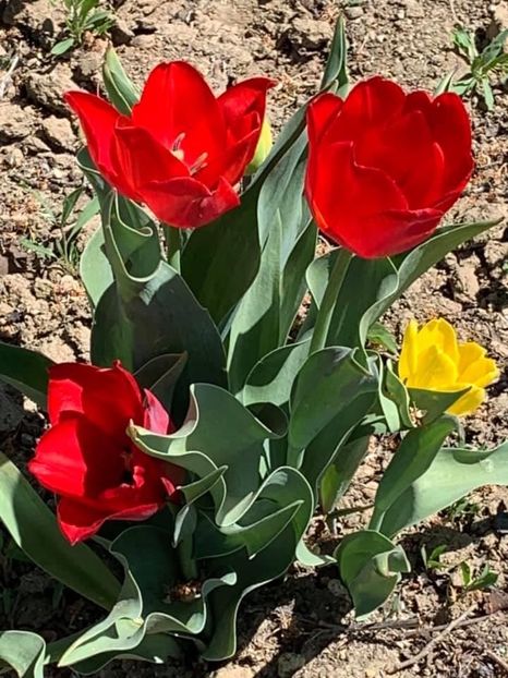 9FC096A7-2974-4339-8F1C-E69AE40002F3 - Florile mele 2020