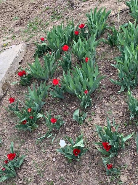 767EF350-2821-4C57-9AC4-25041F5FA288 - Florile mele 2020