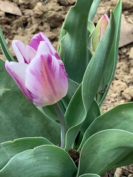 91C5CDA1-1200-4F5A-B7E6-105D5084EDD0 - Florile mele 2020