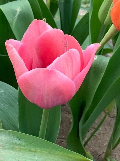 DE35CDEB-8705-47DB-BD92-C621185DC046 - Florile mele 2020