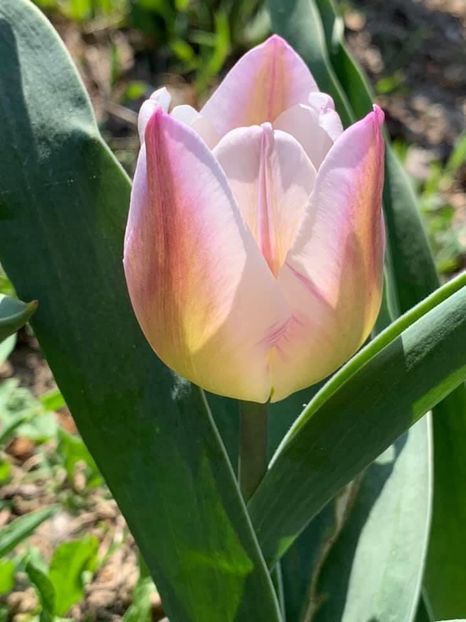 010A3696-B79C-4E90-B267-49B4219E43D7 - Florile mele 2020