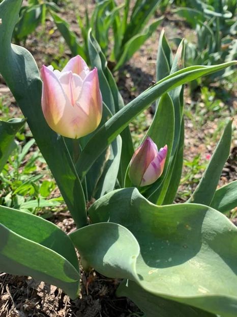 12EB9AF8-7B15-4D10-AA27-C77FC6DE9F07 - Florile mele 2020