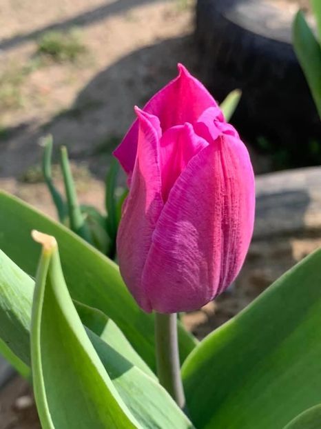 E6219824-F956-442A-A186-ECFBD939C638 - Florile mele 2020