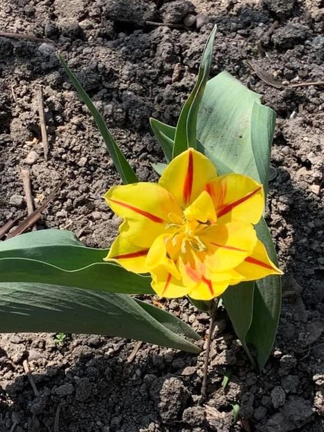 53DEDBE6-D8F6-4931-8398-FE5788FADB90 - Florile mele 2020