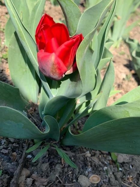 E6BD4D65-87E6-484F-ABBA-F27100F8823A - Florile mele 2020