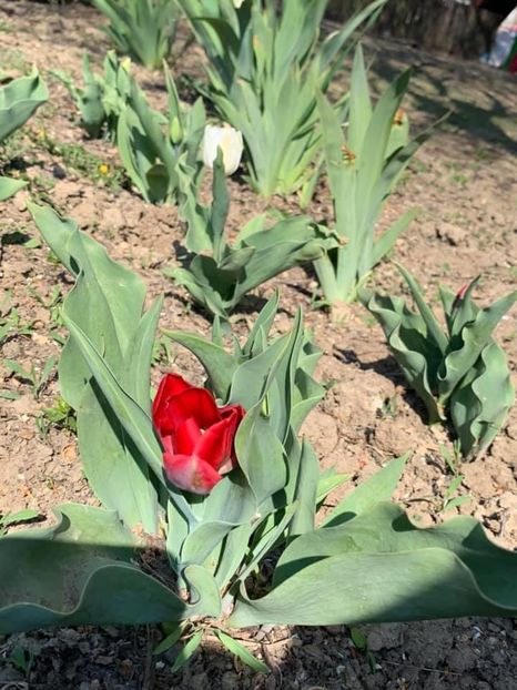 BE35CA89-612A-4227-9989-37730FE58F72 - Florile mele 2020