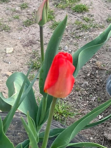 23B31F9B-245C-4EF0-BF22-1941D942FD80 - Florile mele 2020