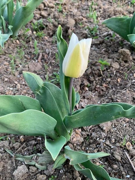 770B05A8-8CA0-44BD-8426-6C0E64F302AB - Florile mele 2020